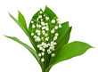 beautiful lilies of the valley
