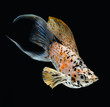 molly fish crescent tailed isolated on black background