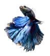 siamese fighting fish, betta isolated on white background