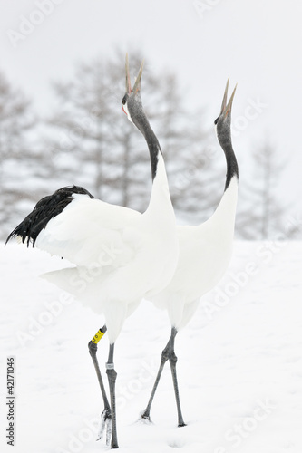 Photo: Two Red-crowned Cranes display courtship. Two Red-crowned Cranes display courtship.