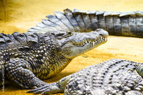 Photo: Group of Alligators laying on the sand Group of Alligators laying on the sand