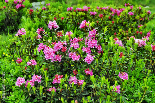 Photo: mountain flowers mountain flowers