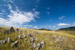Photo: Felds with a dry grass and stones Felds with a dry grass and stones