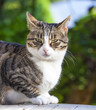 cute cat relaxing on a wooden table in the garden