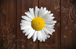 Margeritenblüte auf Holzwand
