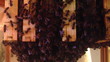Close up view of the working bees on honeycells.