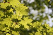 Ahornblätter im Sonnenlicht