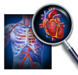 Anatomy Of The Human Heart