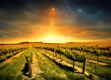 Stunning Vineyard Sunset - Fine Art prints