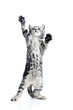 funny playful cat is standing