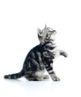 baby playful cat isolated on white background