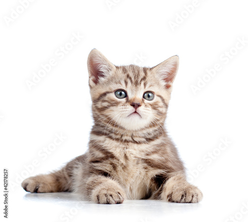Photo: cute kitten isolated on white background cute kitten isolated on white background