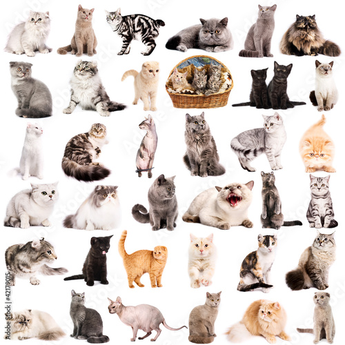 Photo: chats en studio chats en studio