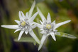 stella Alpina