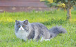 Ragdoll cat