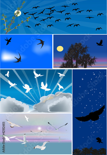 Vettoriale: six compositions with birds flight six compositions with birds flight