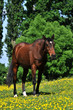 Foto: Reitpferd auf grüner Wiese mit gelben Blumen Reitpferd auf grüner Wiese mit gelben Blumen