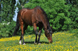 Foto: Reitpferd auf grüner Wiese mit gelben Blumen Reitpferd auf grüner Wiese mit gelben Blumen