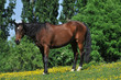 Foto: Reitpferd auf grüner Wiese mit gelben Blumen Reitpferd auf grüner Wiese mit gelben Blumen