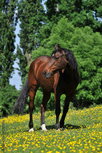 Foto: Reitpferd auf grüner Wiese mit gelben Blumen Reitpferd auf grüner Wiese mit gelben Blumen