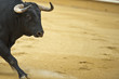 Toro bravo en la plaza con espacio para texto en la arena.