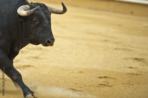 Photo: Toro bravo en la plaza con espacio para texto en la arena. Toro bravo en la plaza con espacio para texto en la arena.