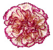 carnation flower
