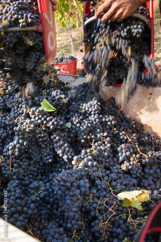 Photo: Vendemmia Raccolto dell'uva Vendemmia Raccolto dell'uva