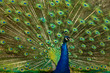 peafowl displaying