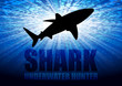 Vector illustrated shark