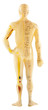mannequin d'acupuncture chinoise