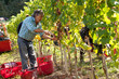 Vendemmia Raccolto dell'uva