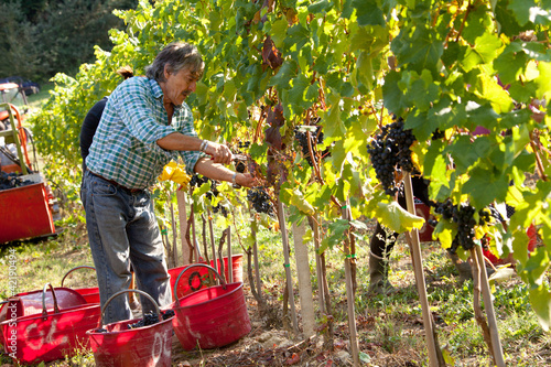 Photo: Vendemmia Raccolto dell'uva Vendemmia Raccolto dell'uva
