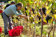 Vendemmia Raccolto dell'uva