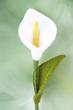 Photo: calla flower crochet calla flower crochet