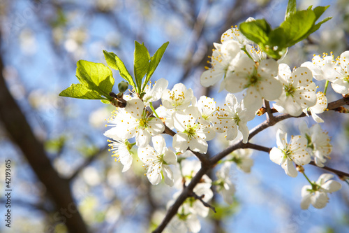 Photo: Blossoming plum in the spring Blossoming plum in the spring