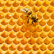 Photo: Close up view of the working bees on honeycells. Close up view of the working bees on honeycells.