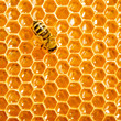 Close up view of the working bees on honeycells.