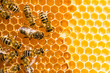 Photo: Close up view of the working bees on honeycells. Close up view of the working bees on honeycells.