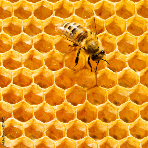 Foto: Close up view of the working bees on honeycells. Close up view of the working bees on honeycells.