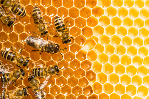 Photo: Close up view of the working bees on honeycells. Close up view of the working bees on honeycells.