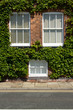 Ivy windows.