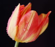 Photo: Red Tulip Red Tulip