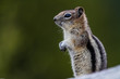 Erdhörnchen