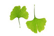 Ginkgo