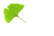 Ginkgo