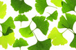 Ginkgo - verschiedene Blattformen