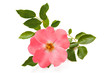 Rosa canina