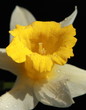 Photo: Yellow Daffodil Yellow Daffodil