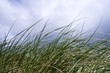 Dünengrass @ miket